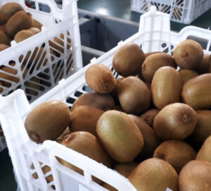 Kiwi Fruits in Baskets