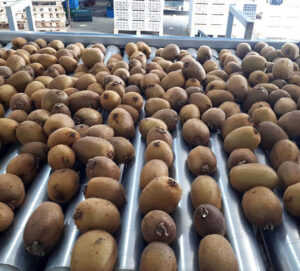 Kiwi Fruits Sorting